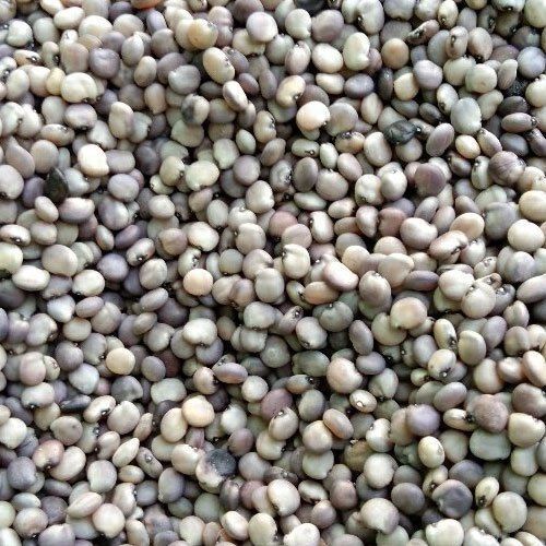Long Shelf Life Healthy Natural Rich Taste Dried Cluster Beans Seeds