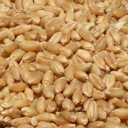 Rich Natural Delicious Taste Chemical Free Healthy Brown Wheat Seeds