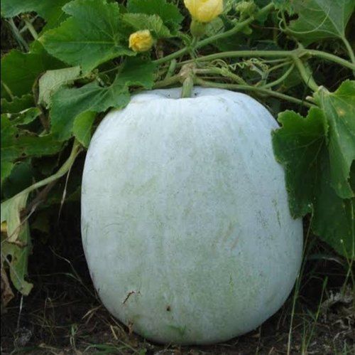 B-Grade Organically Grown Preservatives-Free Fresh Pumpkin Vegetable