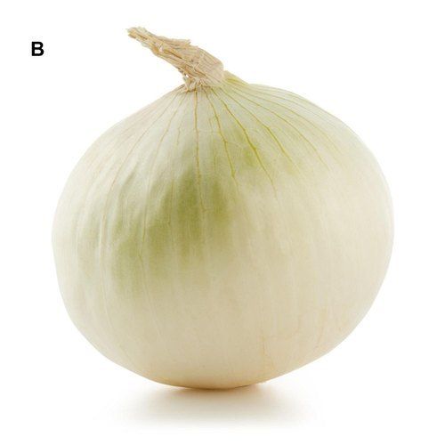 Tender White Organically Grown White Onion And Rich In Vitamins, Minerals, 7 Days Shelf Life