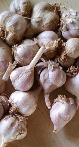 100% Farm Fresh Non-Peeled Whole Garlic (Lehsun) For Cooking