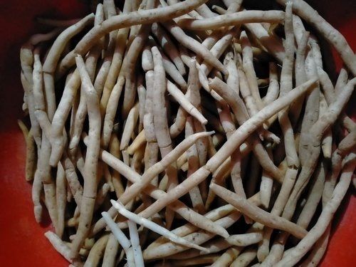 Shatavari Root Natural Ayurvedic Herb Well Being Tonic Dried Form Elongated Shape