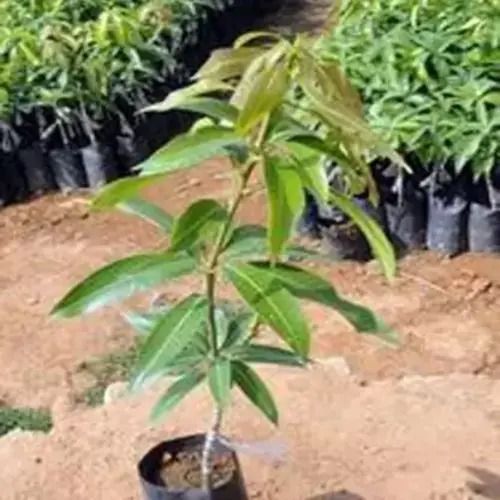 Branching With A Thick Trunk And Broad Rounded Canopy Mango Plant, Green In Color Shelf Life: 1 Months