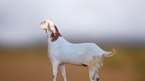 Large Folded Pendulous Ears Jamunapari Goat, White In Color With Brown Color Patches