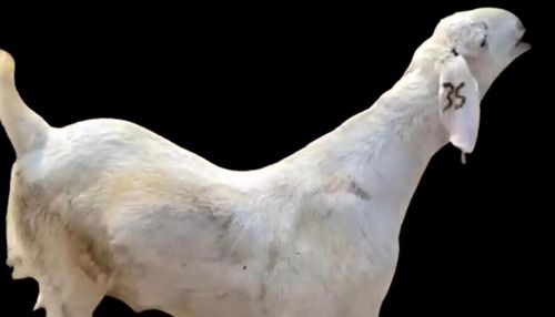 Large Sized Jamnapari Goat With Large Folded Pendulous Ears, White In Color