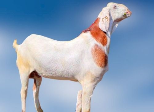 Sheshansha Saanen Largest Breed Of Swiss Goat, 90 Cm At The Withers, White And Brown In Color Gender: Both