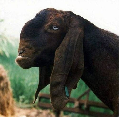  Multi-Purpose Damascus Goat Gives Us Milk, Meat, Hair, And Fine Leather, Black In Color