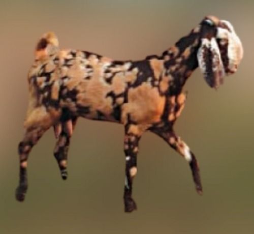 Beetal Goat, Breed From The Punjab Region, Gives Us Milk And Meat, Golden Brown Color With Black Spots