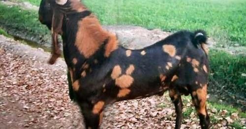 Distinctive Body Structure With Long Ears And Neck And A Large Body Kamori Goat, Black Color With Brown Patches