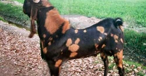 Distinctive Body Structure With Long Ears And Neck And A Large Body Kamori Goat, Black Color With Brown Patches Gender: Both