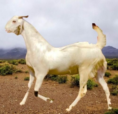 Female Sojat Goats Udder With Conical Teats, White In Color