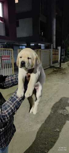 White Plain Labrador Pet Dog Fast Maturing Breed Gender: Both