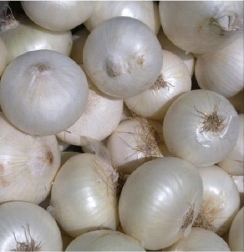 Wholesale Price Export Quality Natural Organic A Grade White Onions