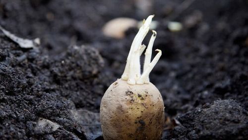 100% Natural And Vegetarian Organic White Pukhraj Potato Seeds