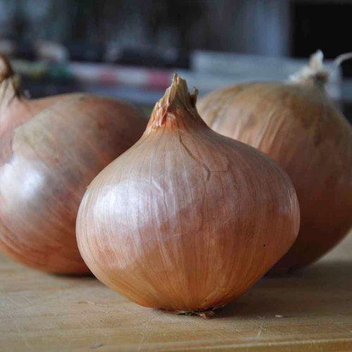 Brown Colour And Fresh Onion Healthy Fresh Pure Vitamins Nutrients Rich Onions