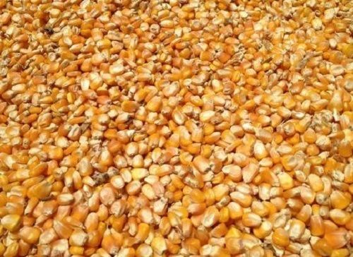 Cattle Feed Grade Dried And Cleaned Yellow Maize With 99% Purity