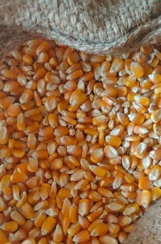 Dried And Cleaned Yellow Maize With High In Protein, 50 Kg Bag