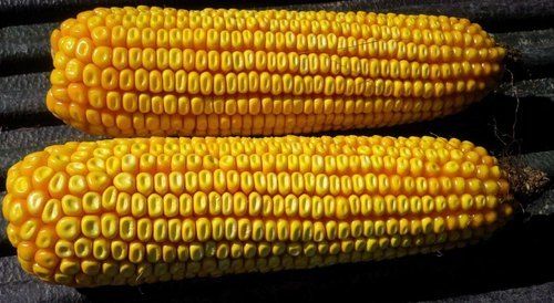 Food Grade Dried And Cleaned Yellow Dent Maize Corn With Protein & 99% Purity & 2% Moisture