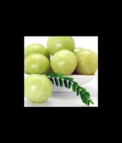 Fresh Green Amla at Best Price in Nagercoil, Tamil Nadu | Bosco Farm