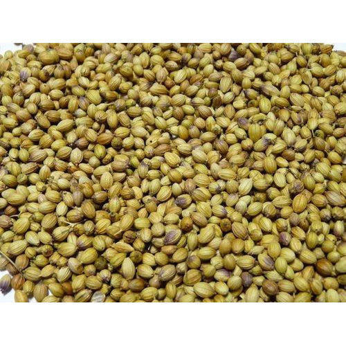 Highly Effective Organic Dried Coriander Seeds