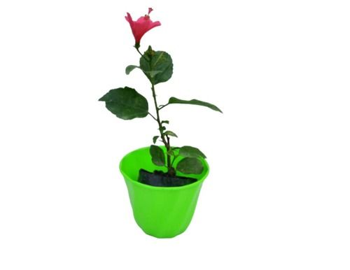 Pune Jaba Flowering Plant With Pot Use To Decorate In Office And Homes