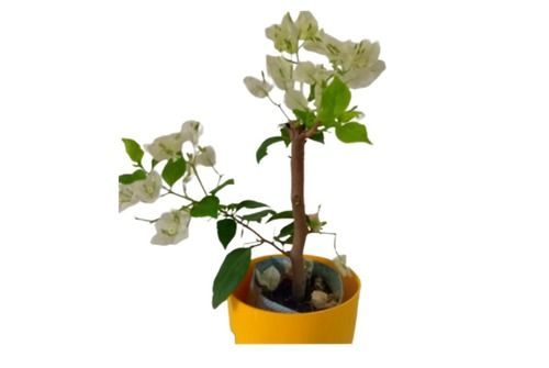 White Color Bogonvelia Flowering Plant With Pot, Use In Office And Homes