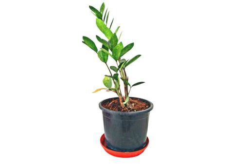 Zanzibar Gem Plant With Pot For Plantation In Office And Homes