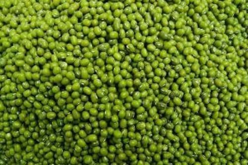 100% Organic And Fresh Green Whole Gram / Saboot Urad Daal For Cooking Admixture (%): 1