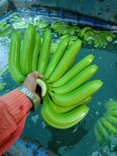 Rich In Vitamins 100% Organic Fresh Green Raw Banana