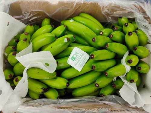Rich In Vitamins Dietary Fiber And Potassium 100% Organic Fresh Raw Green Banana