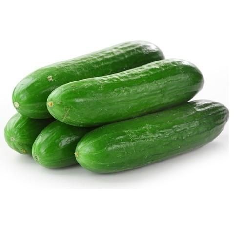 Soft Green Colour Fresh Pure Vitamins Nutrients Rich Tender Cucumber With Rich In Antioxidant Properties
