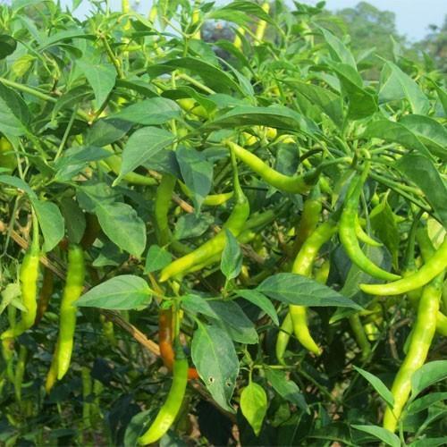 Well-Watered High Hybrid Natural Green Chilli Plant For Gardening 