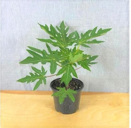 Well-Watered High Hybrid Natural Green Papaya Plant For Gardening 