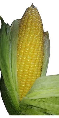 Wholesale Price A Grade Organic Yellow Sweet Corn With High Protein Value Shelf Life: 5 Months