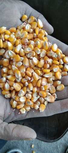 100% Natural and Organic High in Protein Yellow Maize Seeds