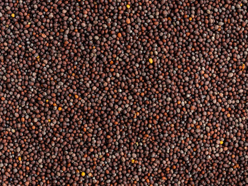 Red 100% Natural And Organic Mustard Seeds