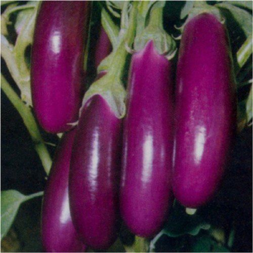 A Grade And Indian Origin Purple Colour Healthy And Fresh Brinjal 