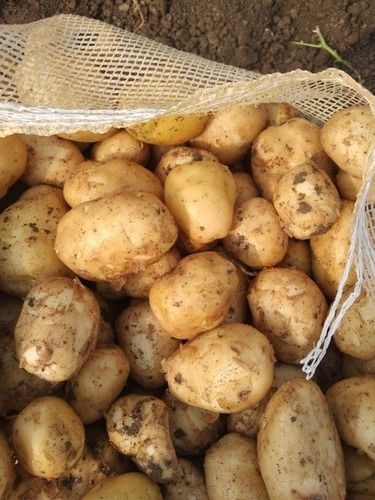 A-Grade Nutrition Enriched Round Pure Fresh And Organic Potato Vegetable Moisture (%): 63-83%