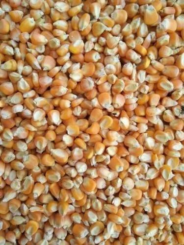 Easily Digestible And Natural Taste Yellow Color Good Quality Feed Grade Sweet Maize