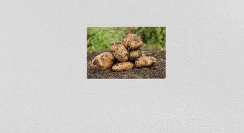 Hand Picked Nutritional Diet And Low In Sodium Organically Grown Potatoes With Packing 10kg