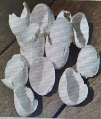 White Egg Shell