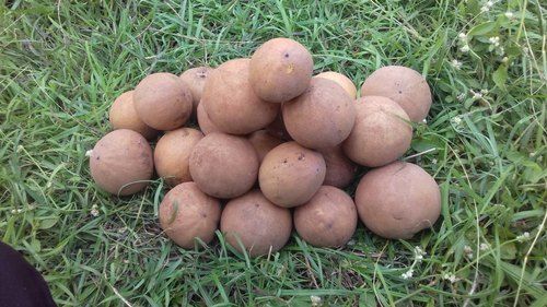 A Grade 100% Fresh And Natural Healthy Sweet Organic Brown Chikoo