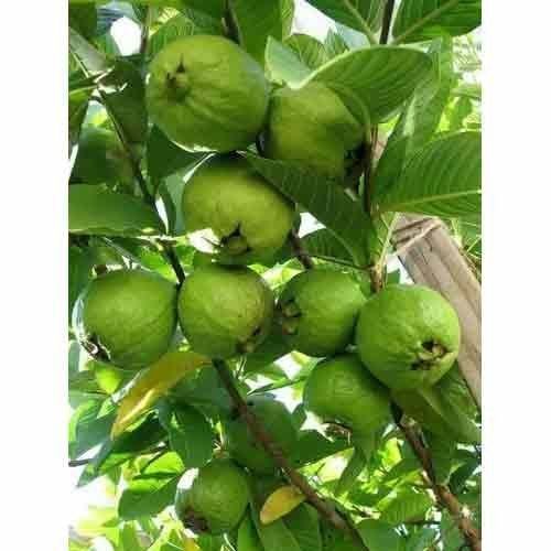 A Grade And Indian Origin Tasty And Healthy Green Colour Guava