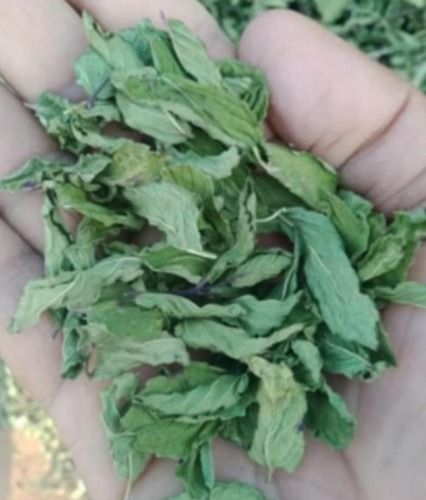 Fresh And Organic Pesticide-Free Green Herbal Dried Mint Leaves Shelf Life: 6 Months