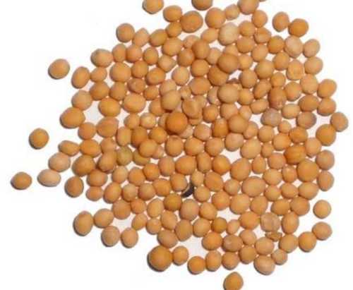 Mustard Seeds - Color: Yellow