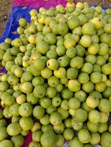 Good For Health Pesticide Free Healthy And Nutritious Delicious Taste Fresh Green Guava