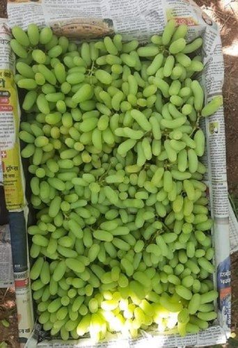 Increase Your Energy Level Good For Health Indian Organic Green Grapes (5 Kg)