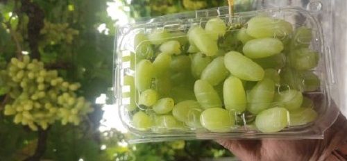 Low Fat Good In Taste Easy To Digest Mouthwatering Taste Green Fresh Grapes