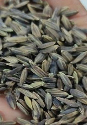 100% Pure And Organic Natural Black Paddy Rice, Packaging Size: 5 Kg Rice Size: Medium Grain