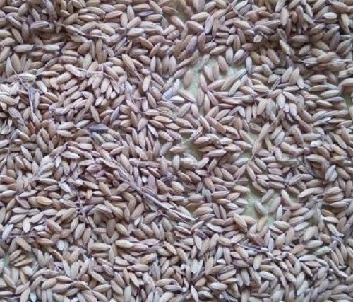 100% Pure And Organic Short Grain Natural Brown Fresh Raw Paddy Rice 